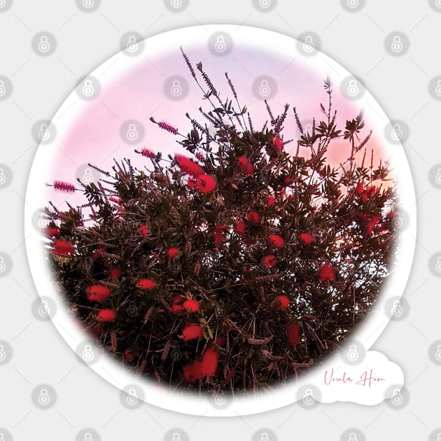 Bottlebrushes Against a Pink Sky Sticker by Mount Shots